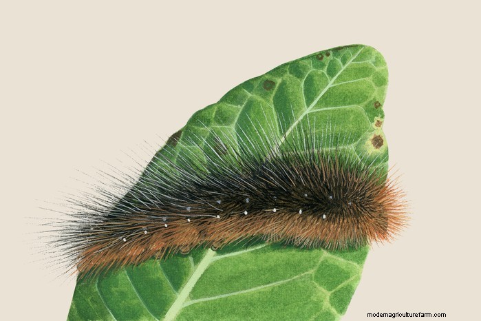 Caterpillar Identification Guide: A Beginner s Guide to Butterflies & Moths