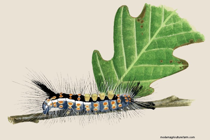 Caterpillar Identification Guide: A Beginner s Guide to Butterflies & Moths