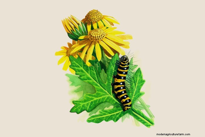 Caterpillar Identification Guide: A Beginner s Guide to Butterflies & Moths