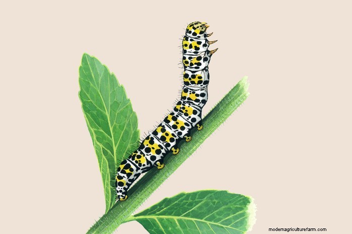 Caterpillar Identification Guide: A Beginner s Guide to Butterflies & Moths