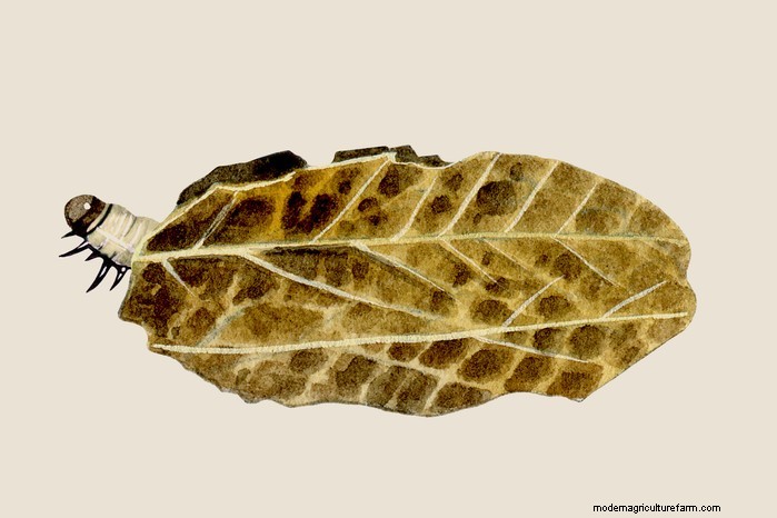 Caterpillar Identification Guide: A Beginner s Guide to Butterflies & Moths