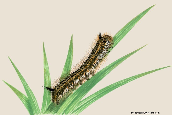 Caterpillar Identification Guide: A Beginner s Guide to Butterflies & Moths