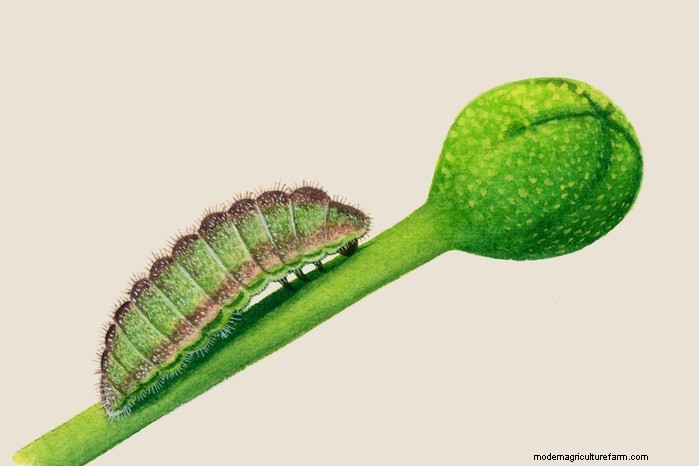 Caterpillar Identification Guide: A Beginner s Guide to Butterflies & Moths