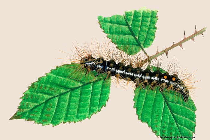 Caterpillar Identification Guide: A Beginner s Guide to Butterflies & Moths