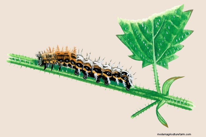 Caterpillar Identification Guide: A Beginner s Guide to Butterflies & Moths