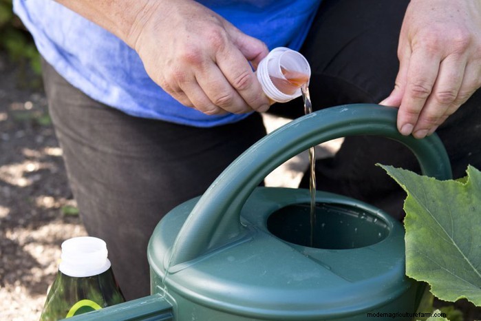 Optimal Fertilizing for Potted Plants: A Comprehensive Guide