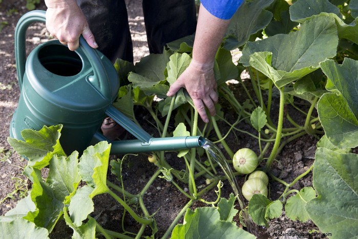 Optimal Fertilizing for Potted Plants: A Comprehensive Guide