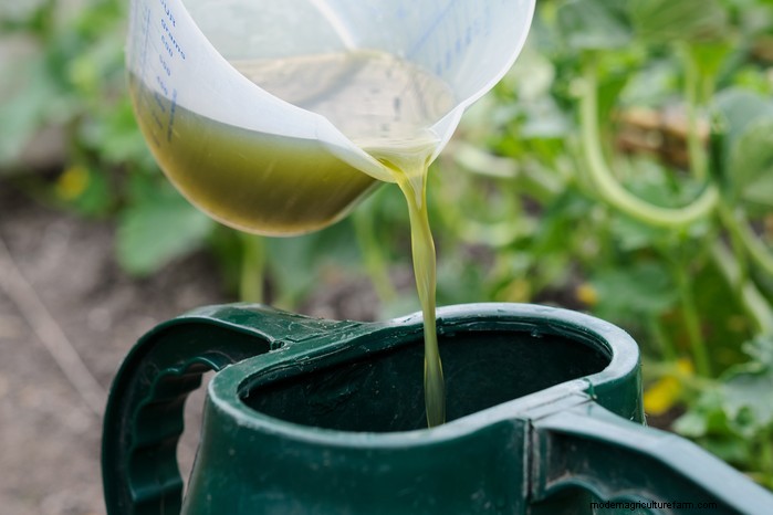 Optimal Fertilizing for Potted Plants: A Comprehensive Guide
