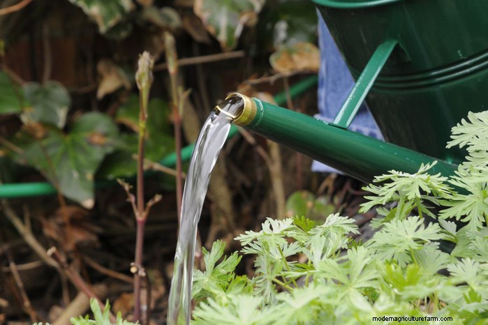 Optimal Fertilizing for Potted Plants: A Comprehensive Guide