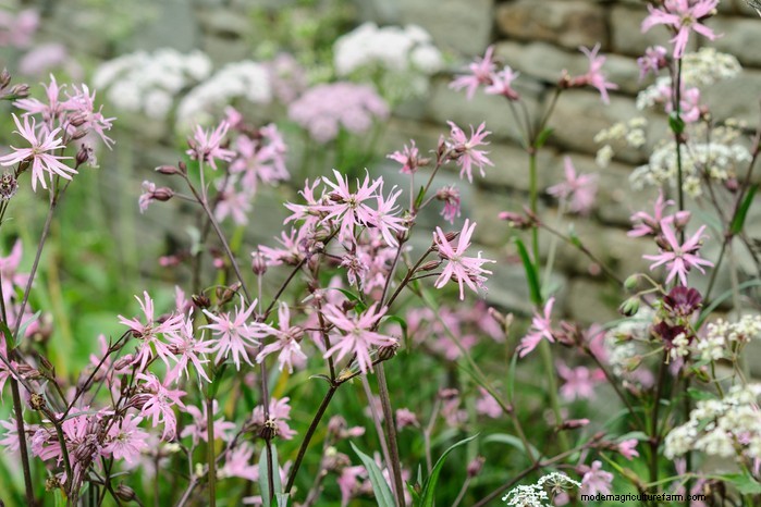 Native British Wildflowers: 20 Beautiful & Beneficial Plants