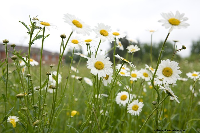 Native British Wildflowers: 20 Beautiful & Beneficial Plants