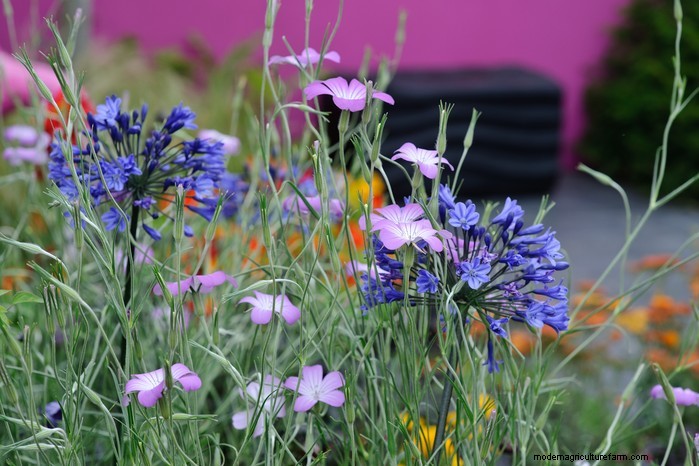 Native British Wildflowers: 20 Beautiful & Beneficial Plants