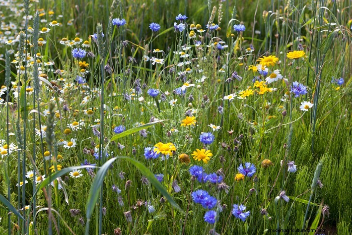 Native British Wildflowers: 20 Beautiful & Beneficial Plants
