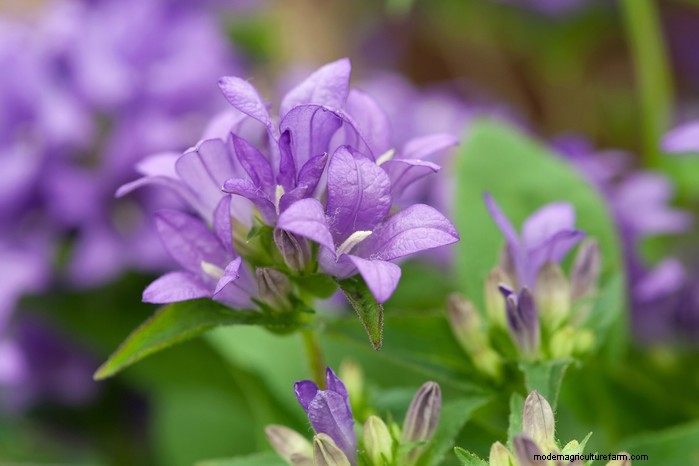 Native British Wildflowers: 20 Beautiful & Beneficial Plants