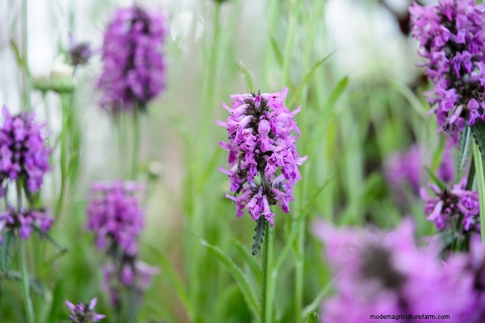 Native British Wildflowers: 20 Beautiful & Beneficial Plants