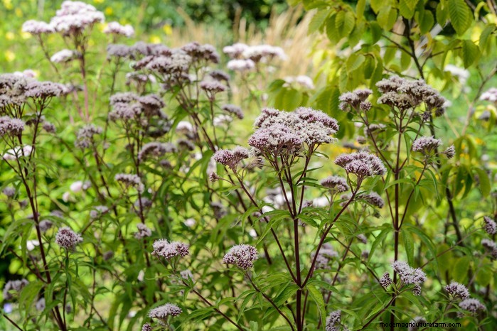 Native British Wildflowers: 20 Beautiful & Beneficial Plants