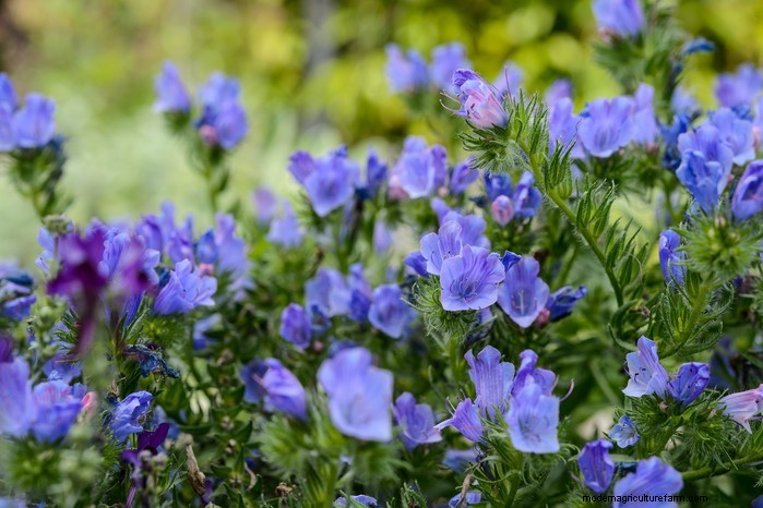 Native British Wildflowers: 20 Beautiful & Beneficial Plants