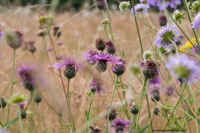 Native British Wildflowers: 20 Beautiful & Beneficial Plants