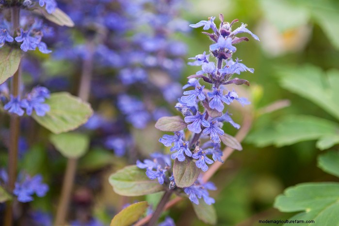 Native British Wildflowers: 20 Beautiful & Beneficial Plants