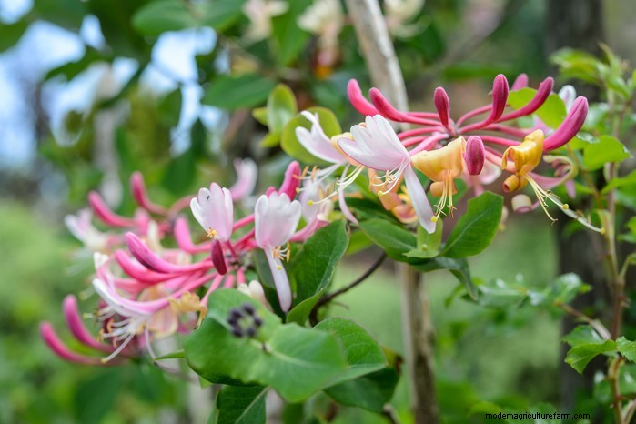 Native British Wildflowers: 20 Beautiful & Beneficial Plants