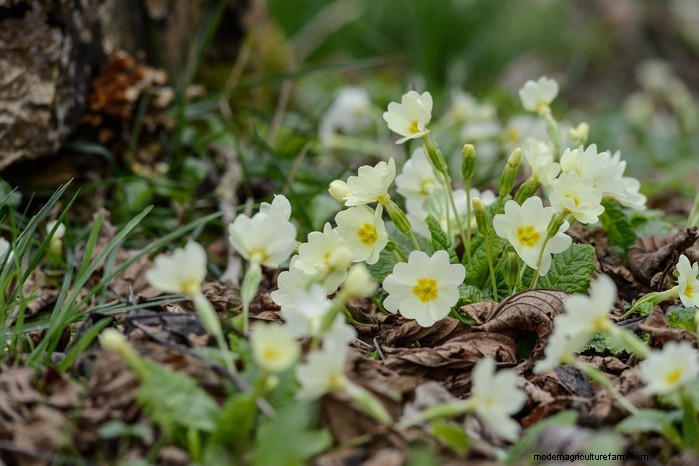Native British Wildflowers: 20 Beautiful & Beneficial Plants