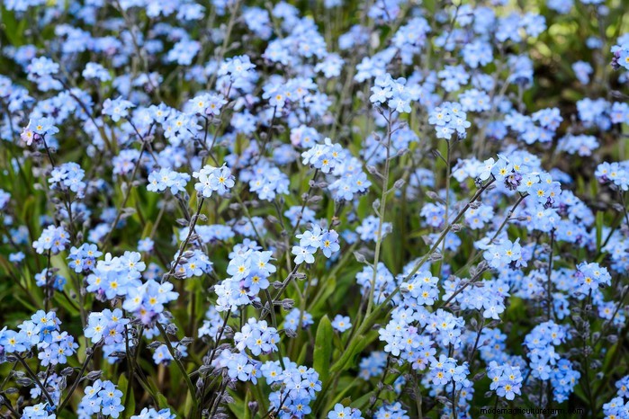 Native British Wildflowers: 20 Beautiful & Beneficial Plants