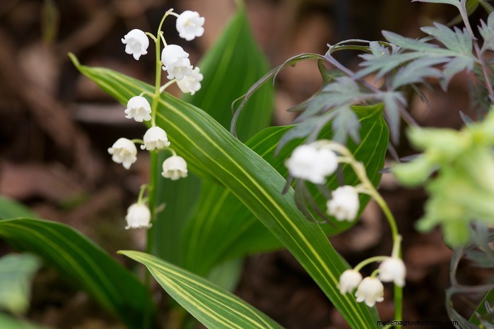 Native British Wildflowers: 20 Beautiful & Beneficial Plants
