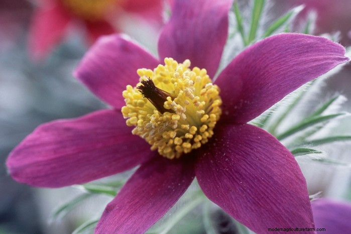 Native British Wildflowers: 20 Beautiful & Beneficial Plants