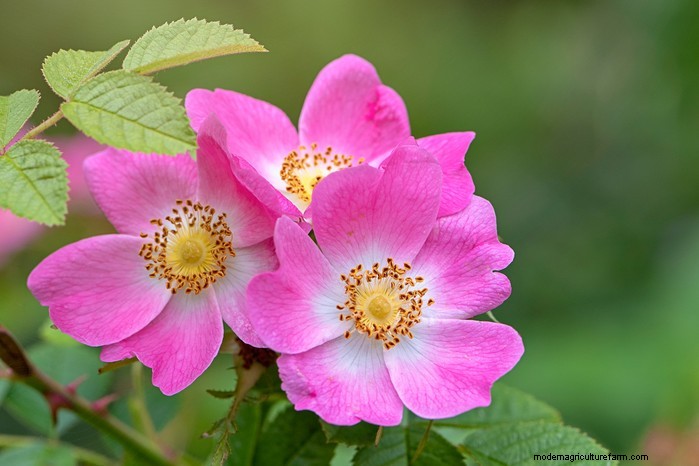 Native British Wildflowers: 20 Beautiful & Beneficial Plants