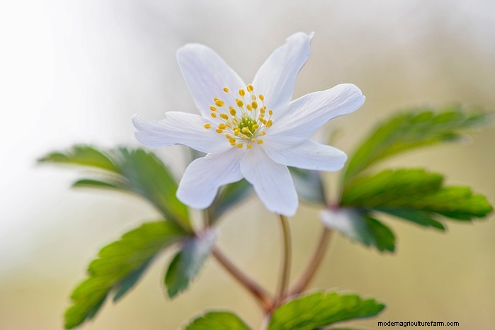 Native British Wildflowers: 20 Beautiful & Beneficial Plants