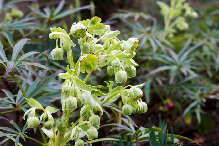 Native British Wildflowers: 20 Beautiful & Beneficial Plants