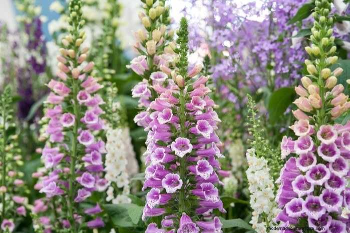 Native British Wildflowers: 20 Beautiful & Beneficial Plants