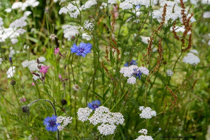 UK Native Plant Combinations: Beautiful & Eco-Friendly Gardens