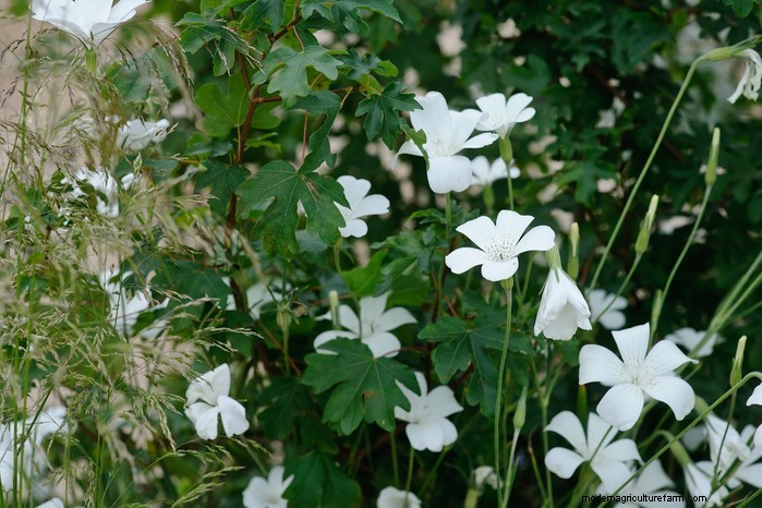 UK Native Plant Combinations: Beautiful & Eco-Friendly Gardens