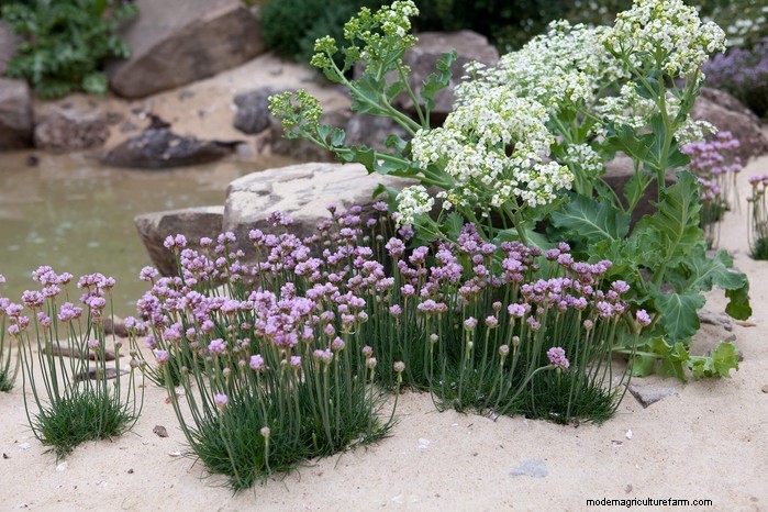 UK Native Plant Combinations: Beautiful & Eco-Friendly Gardens