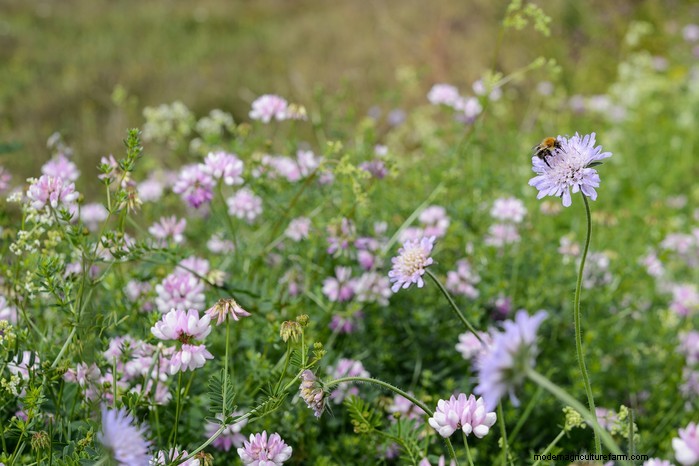 UK Native Plant Combinations: Beautiful & Eco-Friendly Gardens