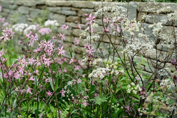 UK Native Plant Combinations: Beautiful & Eco-Friendly Gardens
