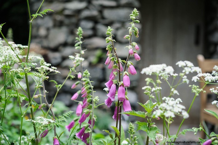 UK Native Plant Combinations: Beautiful & Eco-Friendly Gardens