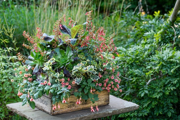 Beautiful Summer Container Gardening Ideas | [Your Brand Name]