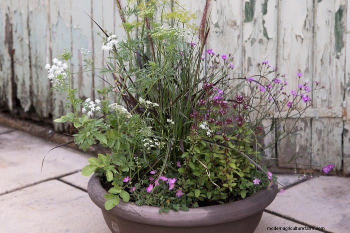 Beautiful Summer Container Gardening Ideas | [Your Brand Name]