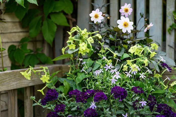 Beautiful Summer Container Gardening Ideas | [Your Brand Name]