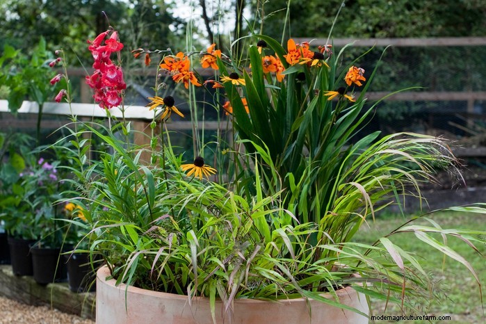 Beautiful Summer Container Gardening Ideas | [Your Brand Name]