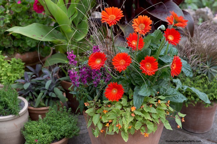 Beautiful Summer Container Gardening Ideas | [Your Brand Name]
