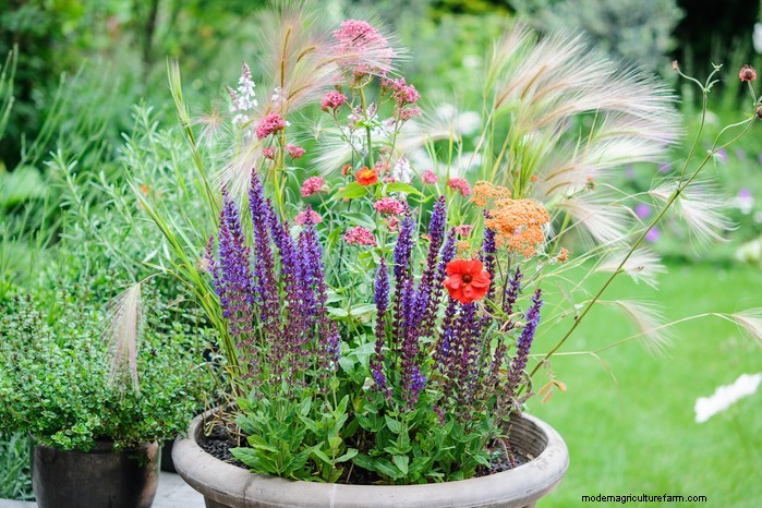 Beautiful Summer Container Gardening Ideas | [Your Brand Name]