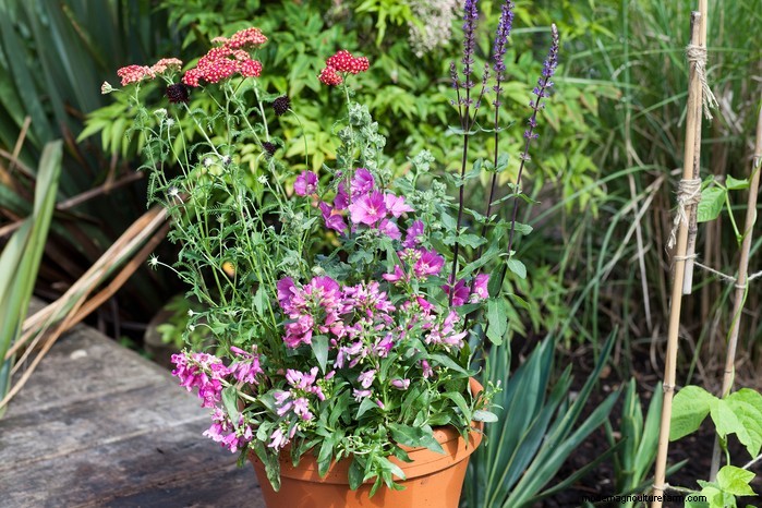 Beautiful Summer Container Gardening Ideas | [Your Brand Name]