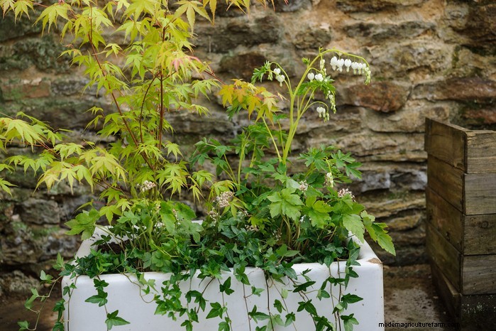 Beautiful Summer Container Gardening Ideas | [Your Brand Name]
