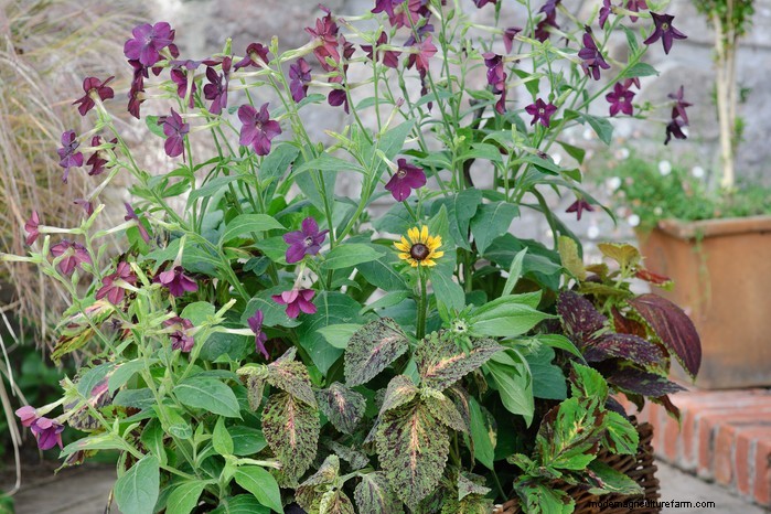 Beautiful Summer Container Gardening Ideas | [Your Brand Name]