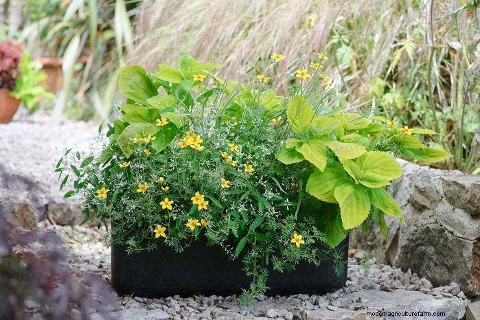 Beautiful Summer Container Gardening Ideas | [Your Brand Name]