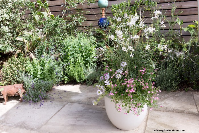Beautiful Summer Container Gardening Ideas | [Your Brand Name]