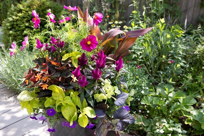 Beautiful Summer Container Gardening Ideas | [Your Brand Name]